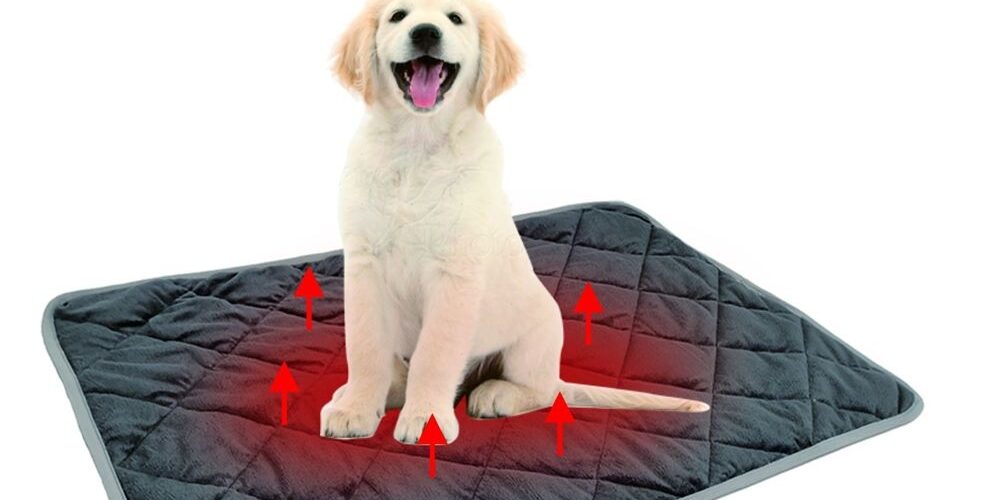 reflecting pet’s body heat