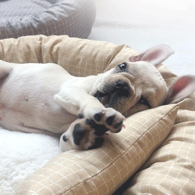 In stock donut dog bed