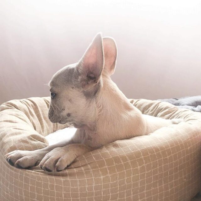 In stock donut dog bed