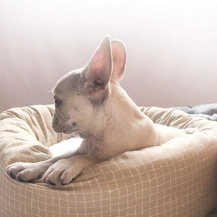 In stock donut dog bed