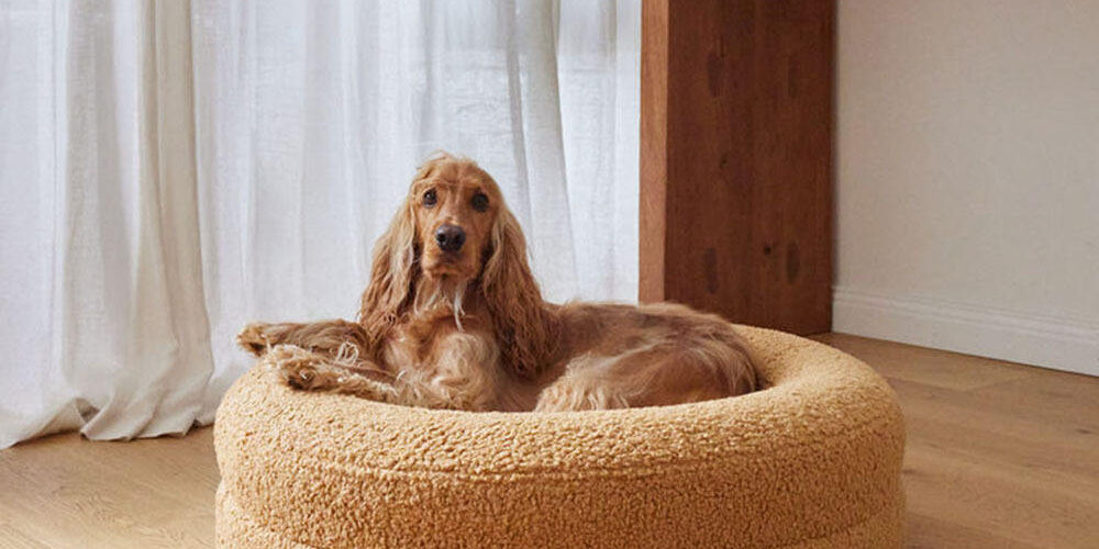 orthopedic dog bed with gel-infused foam