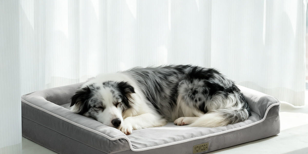 Orthopedic dog bed with soft foam