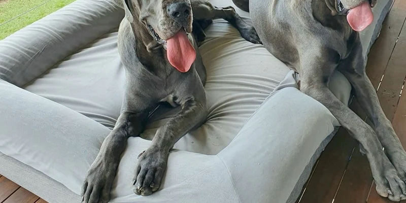 Custom orthopedic foam dog bed