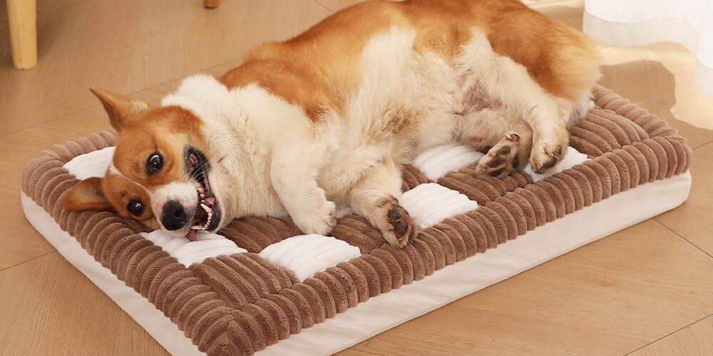 Modern orthopedic dog bed for large breeds