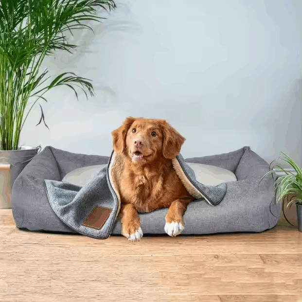 XL orthopedic memory foam dog bed
