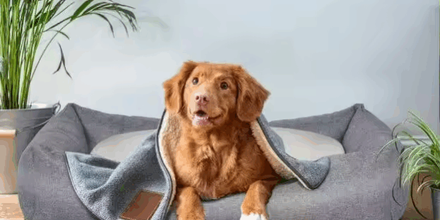 XL orthopedic memory foam dog bed