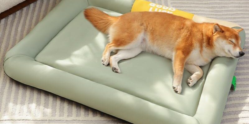 Waterproof foam dog sofa bed for dogs