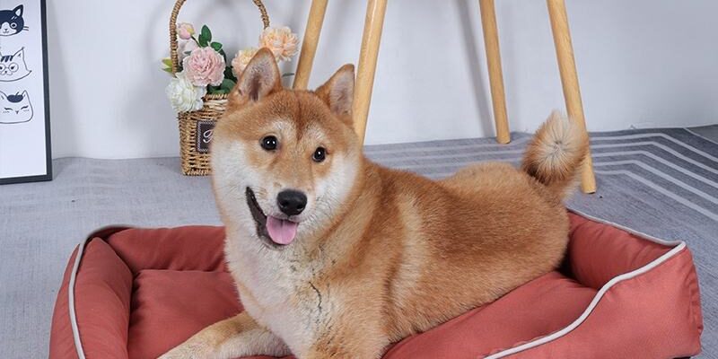 bolster dog bed with plush cushion