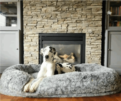 Human-sized orthopedic dog bed