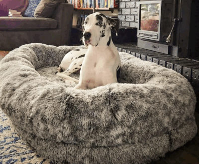 Human-sized orthopedic dog bed