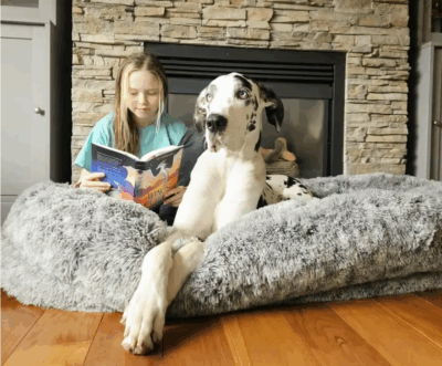 Human-sized orthopedic dog bed