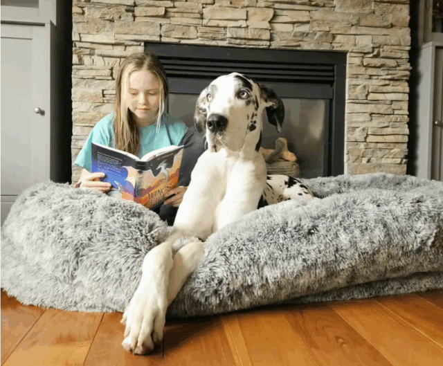 Human-sized orthopedic dog bed