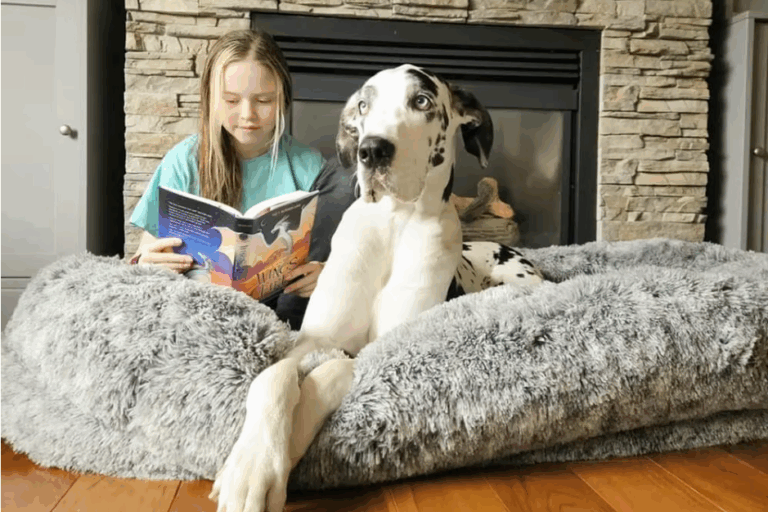 Human-sized orthopedic dog bed