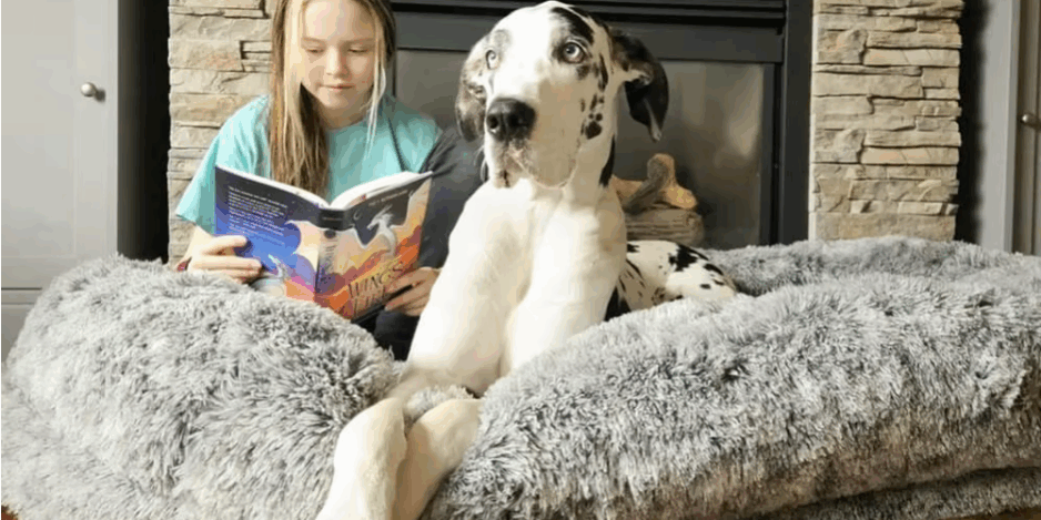 Human-sized orthopedic dog bed