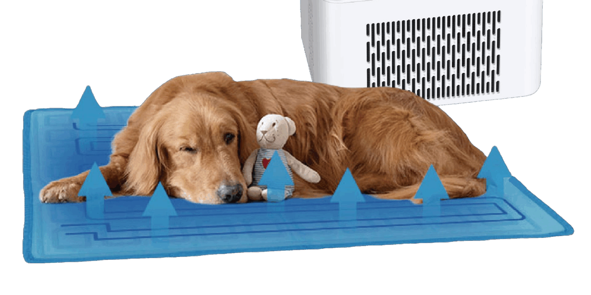 Electric dog bed with water circulation