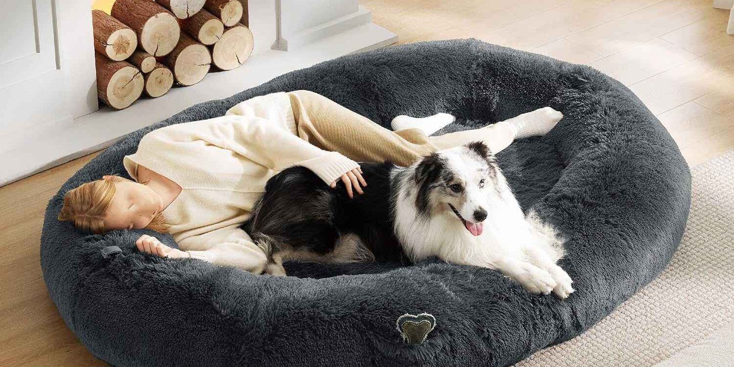 large orthopedic dog bean bag bed