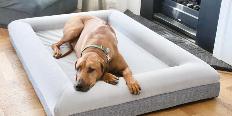 Custom orthopedic foam dog bed