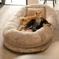 Custom luxury human dog bed